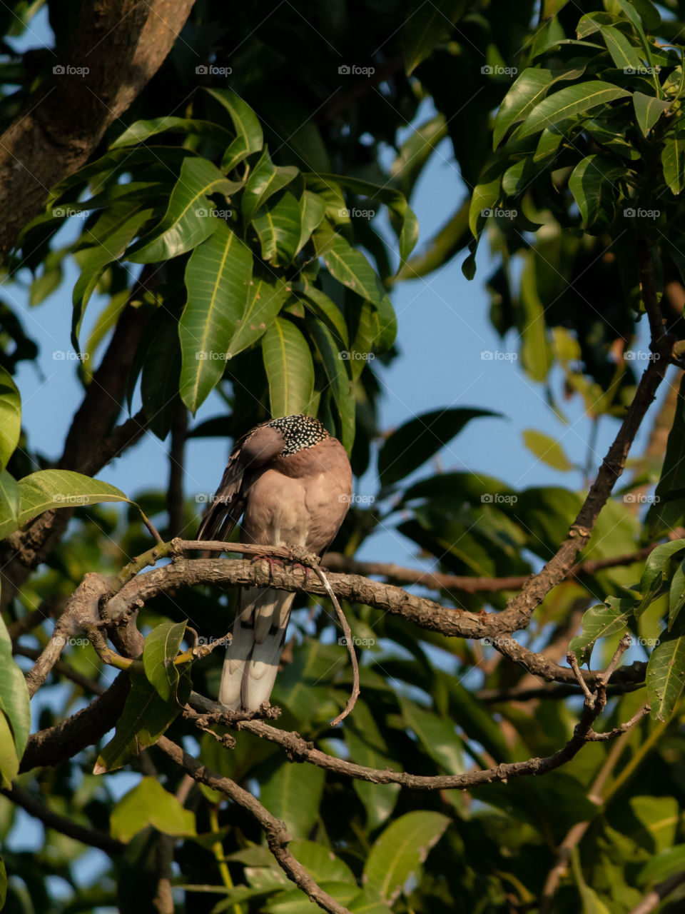 Cute Pigeon