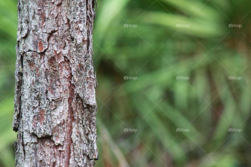 Bark