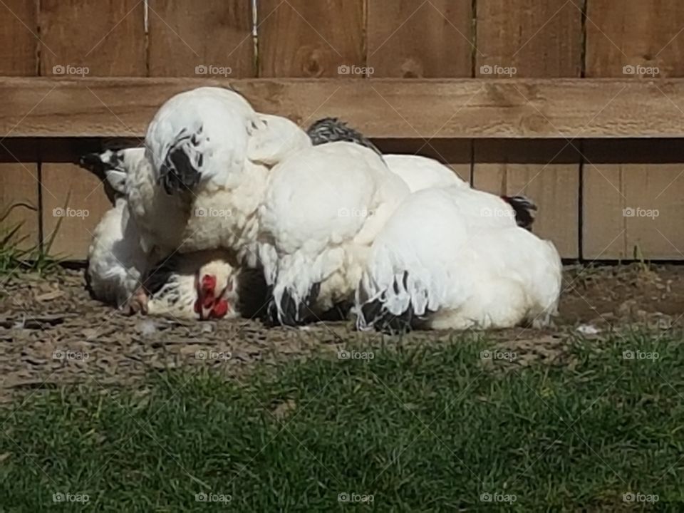 hens resting
