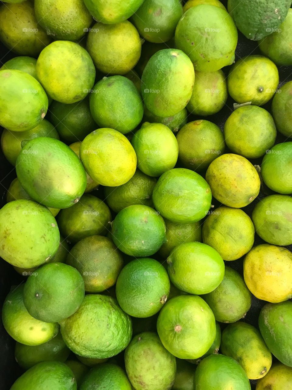 A bunch of green ripe Limes picked from the lime tree on a nice summers day. USA, America 