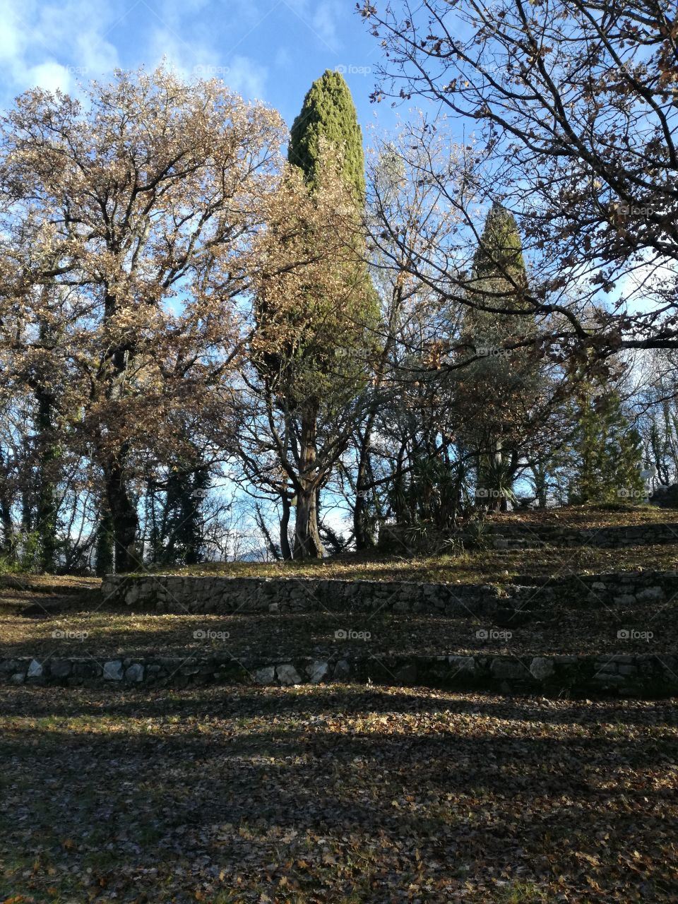 steps to reach the forest