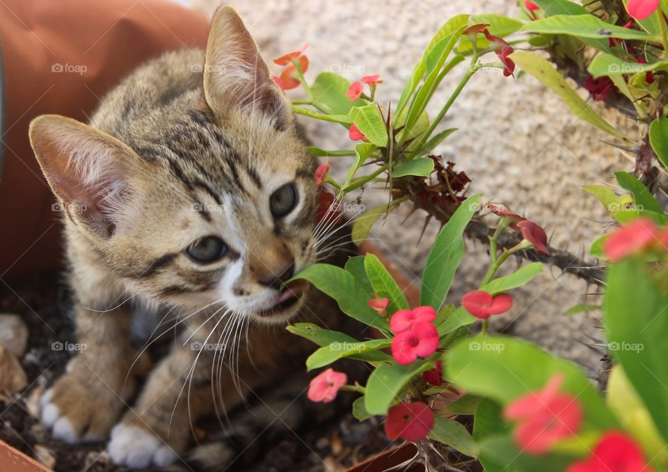 Kitten Licking Flowers