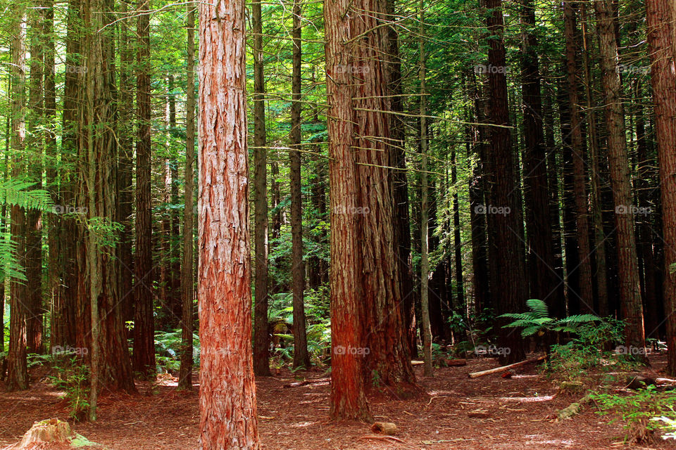 Trees in the forest