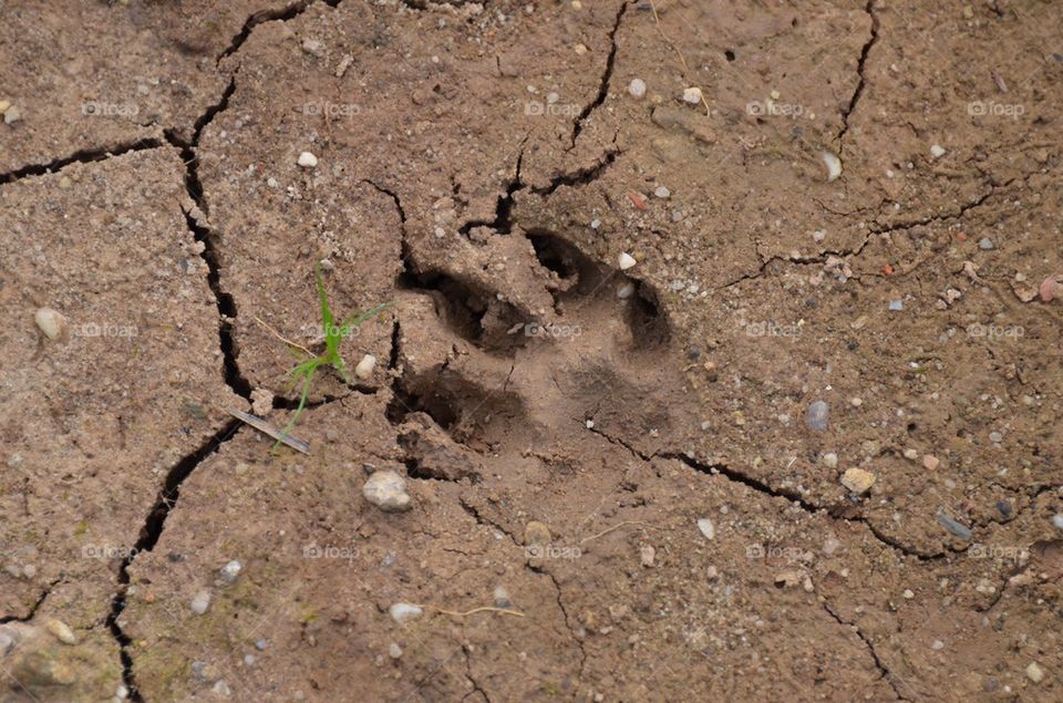 Dog paw print in mud.