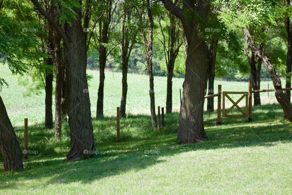 A shaded wire fence with a wooden gate at the corner of sunny yard, a view of a cornfield and. grove of trees in the distance beyond