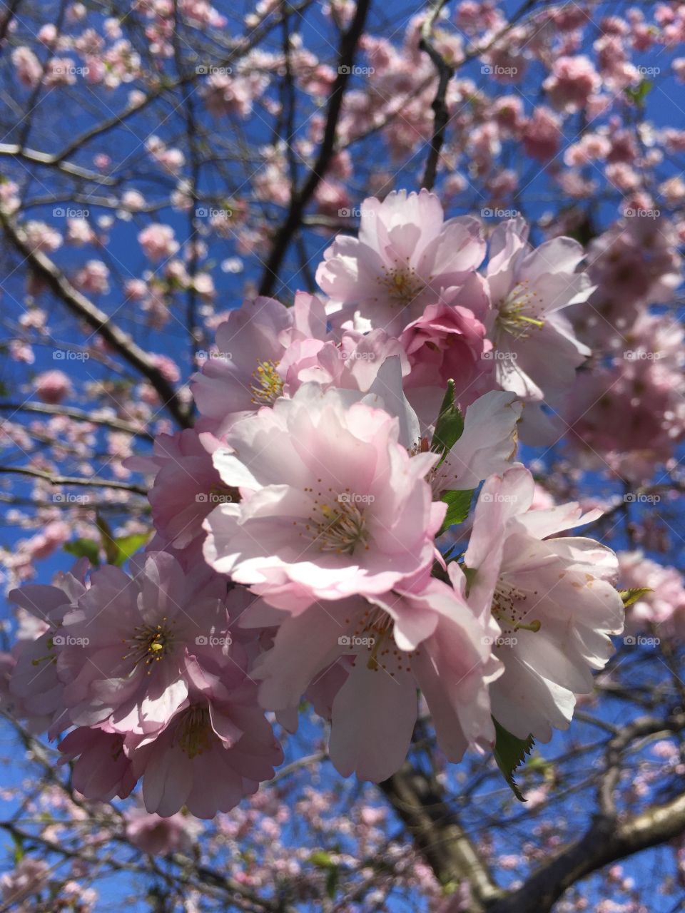 Spring time in my backyard 2015. Flower 