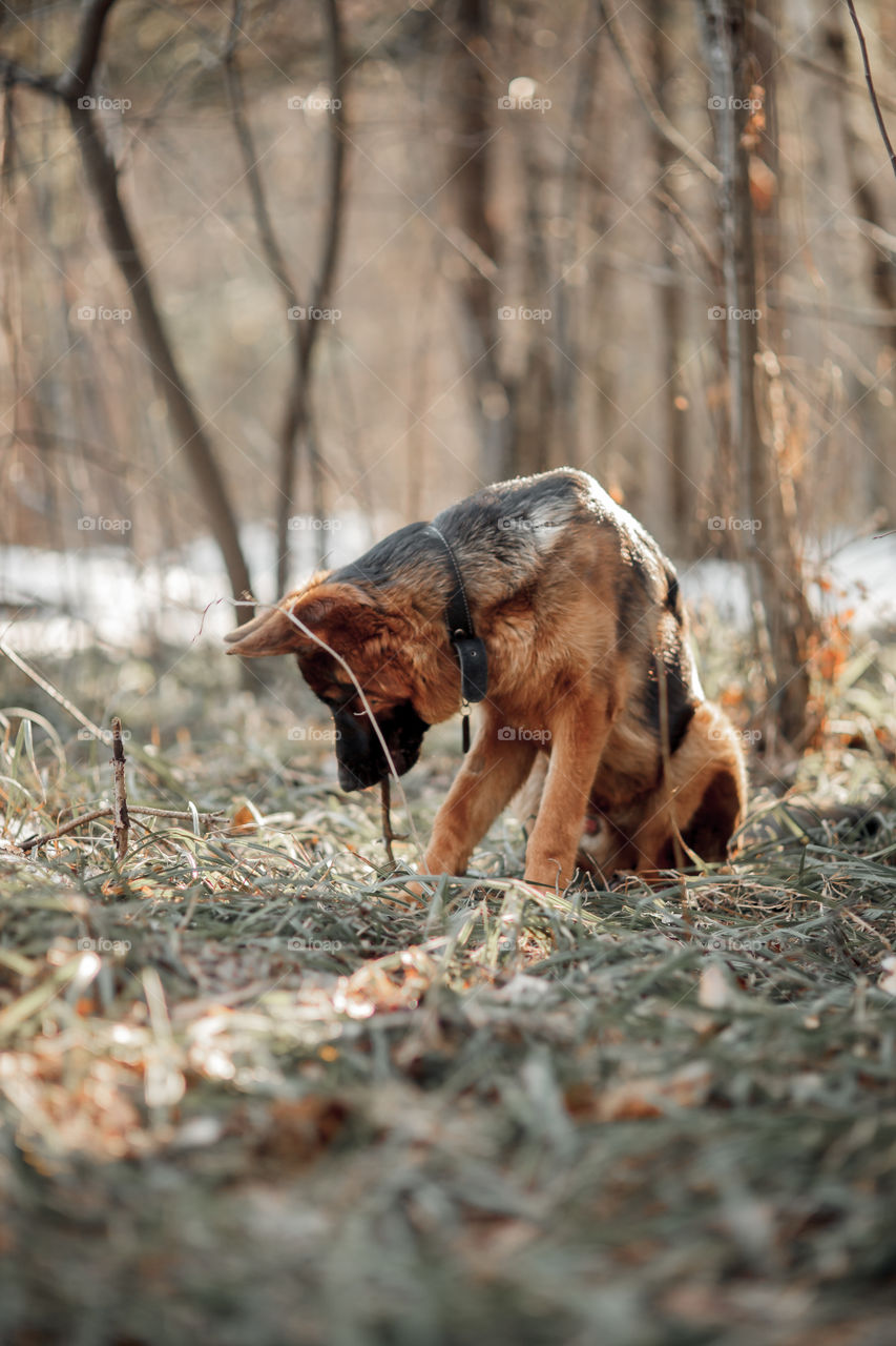 German shepherd young male dog walking outdoor at spring day