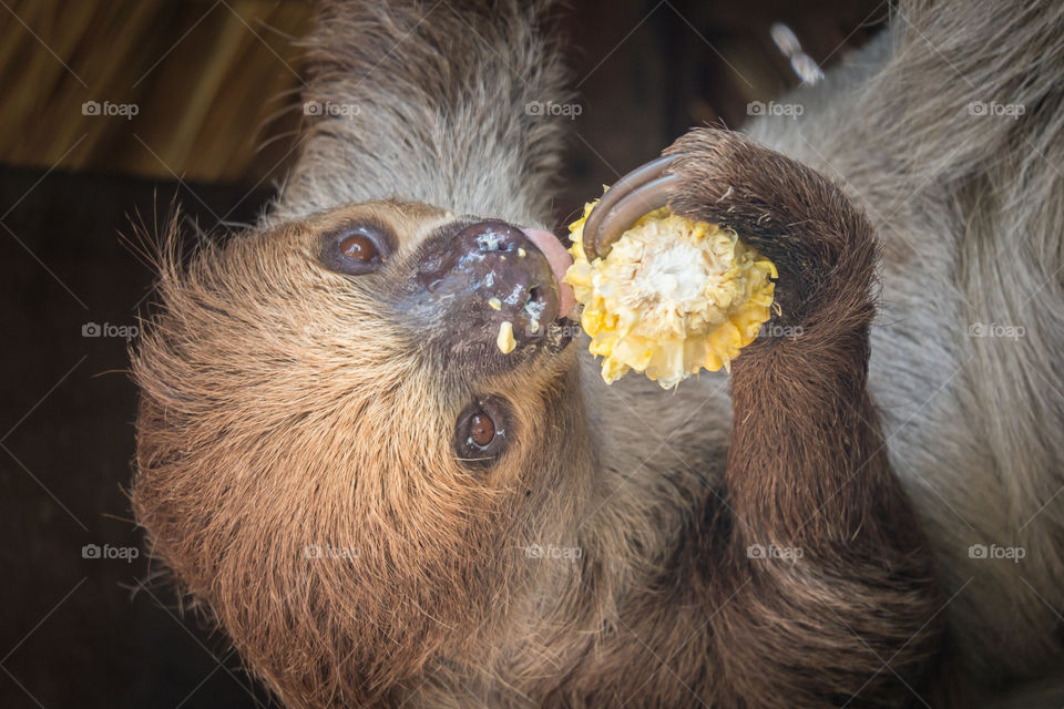 A sloth eating corn