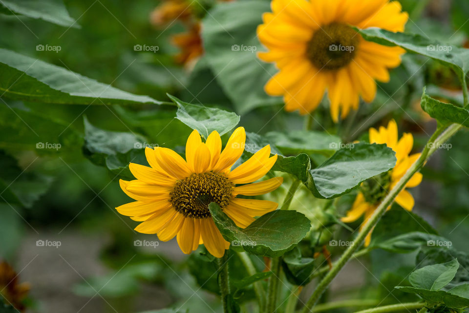 Sunflowers bees and bumblebees