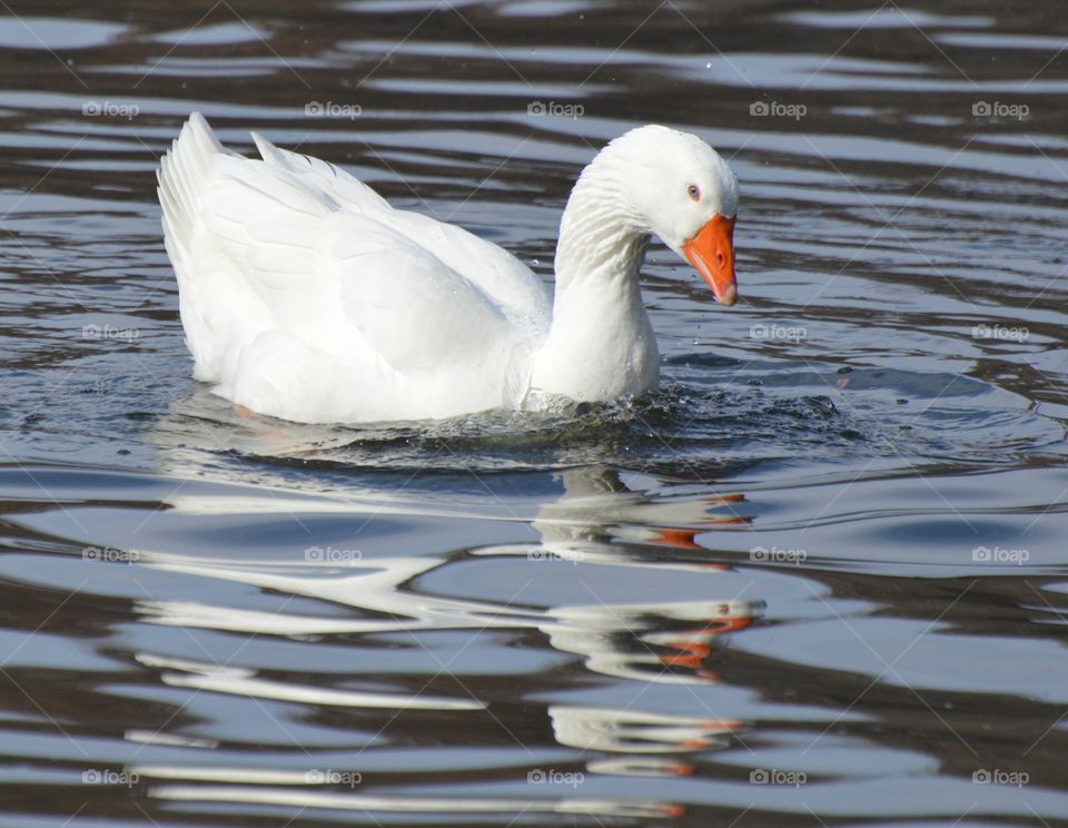 a white duck swimming in a pond casting its reflection on the waters