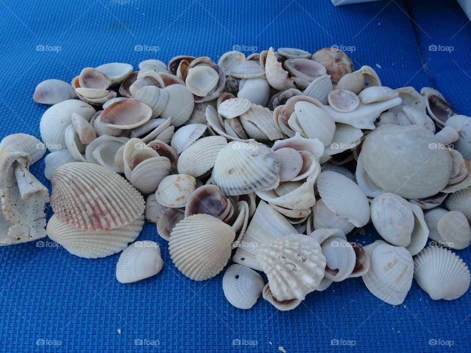 Seashell, Shell, Clam, Shellfish, Marine