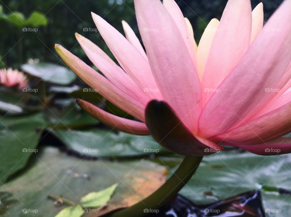 Pink water lily 