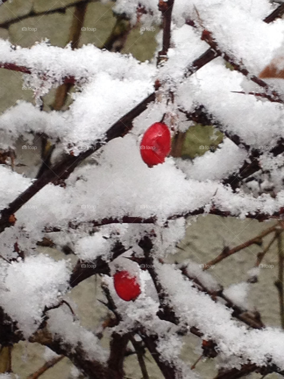 Berries in Snow