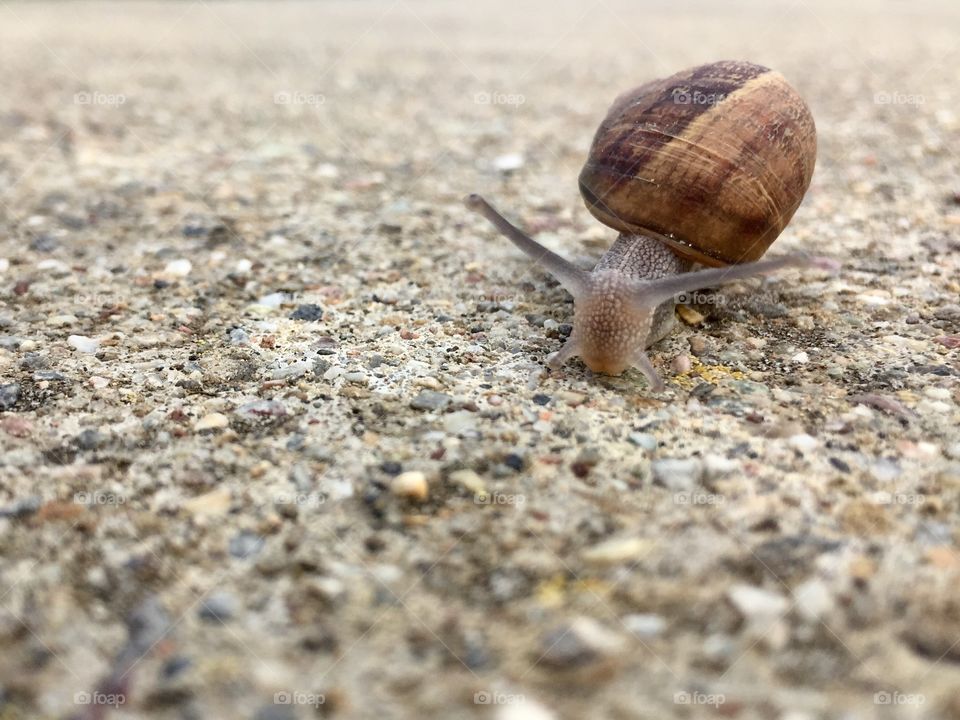 Snail on the ground 