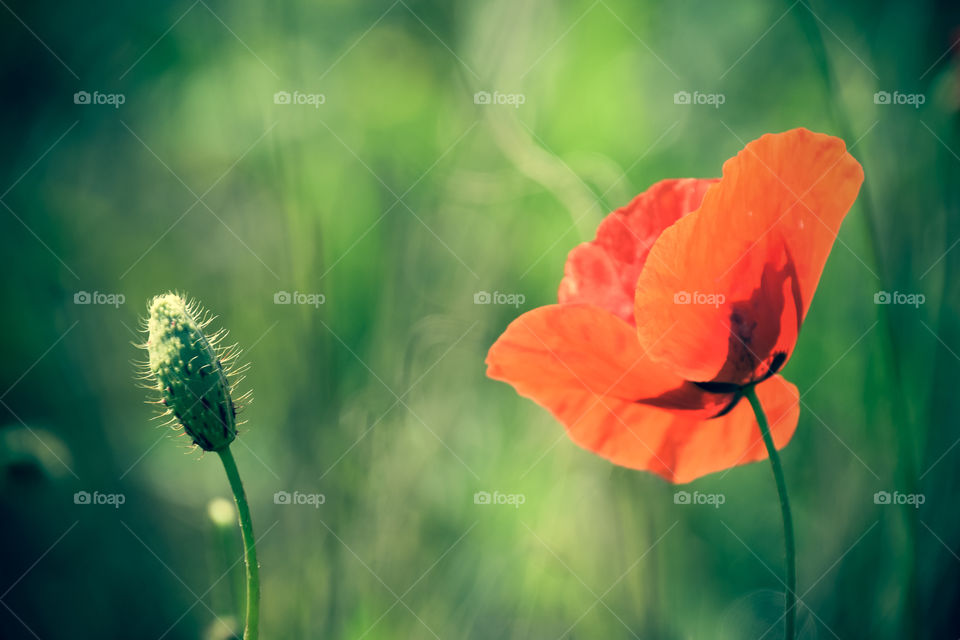 Poppies in green background
