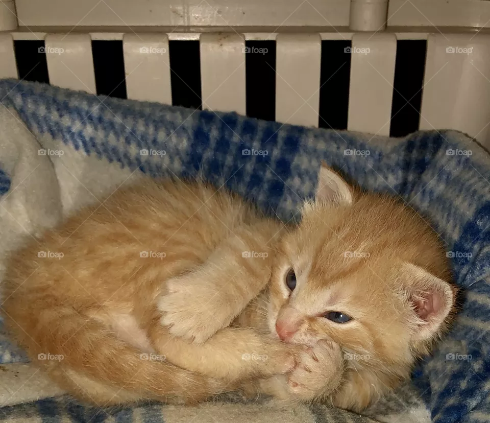 Theodore, a foster kitten. 