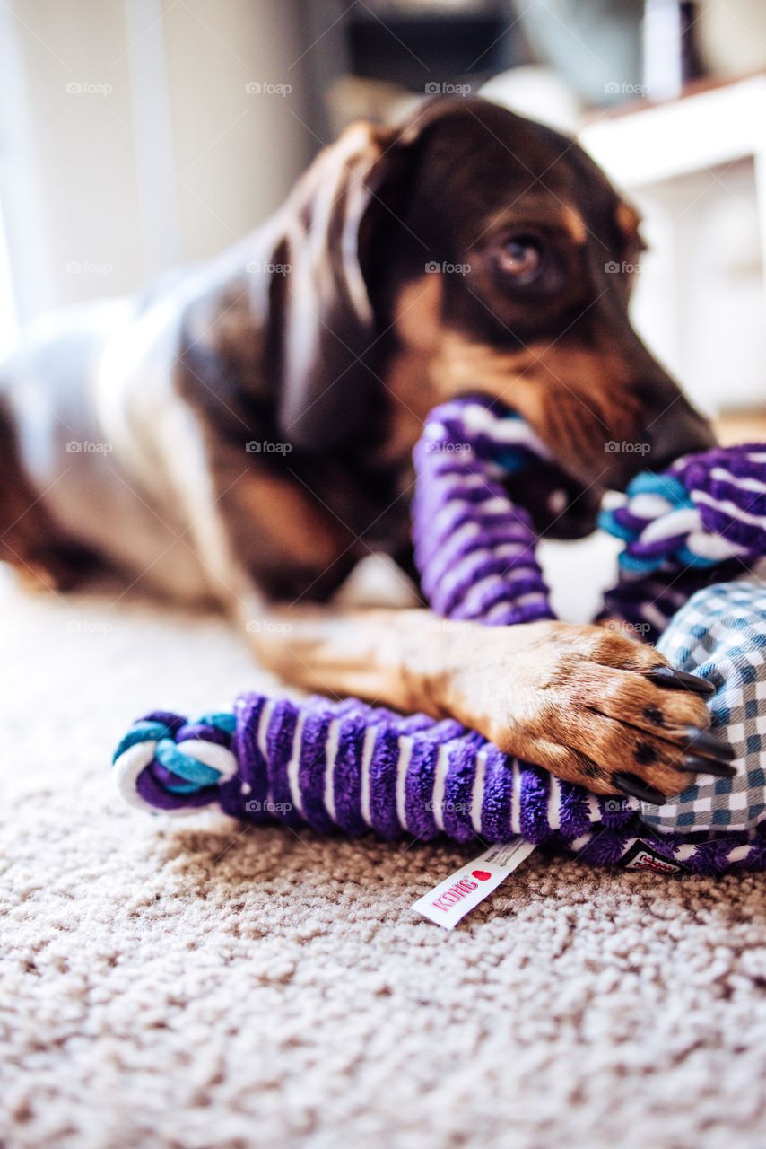 KONG toys are the only ones that make it in this house!