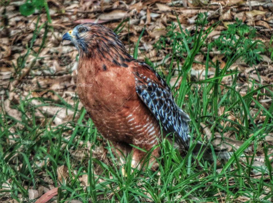 Cooper's Hawk