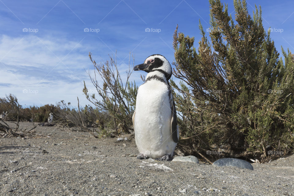 Pinguenera Faro Cabo Virgenes.