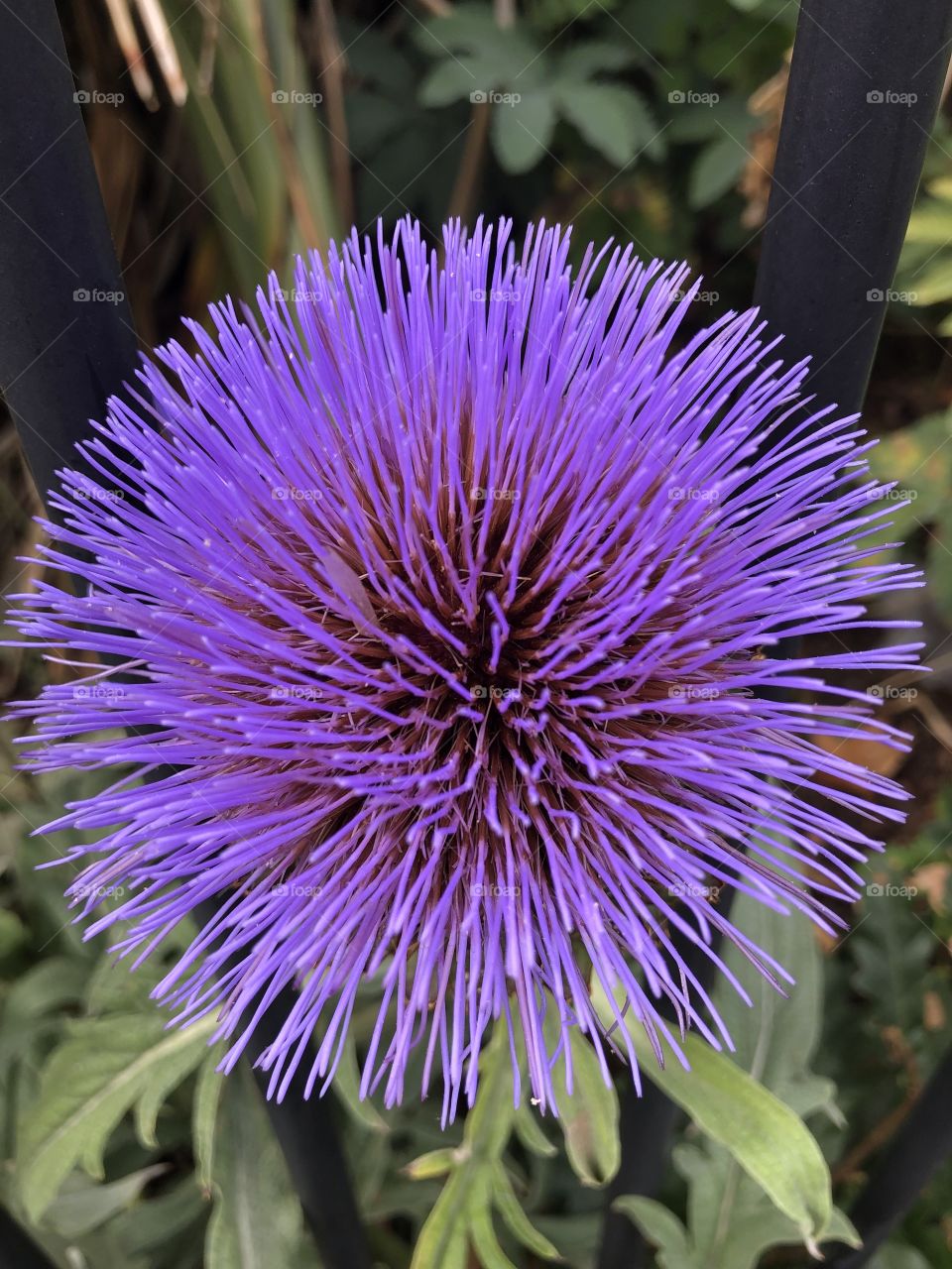 This very beautiful wild flower, reminds me of a Christmas decoration or a firework, certainly a flower to hold presence.