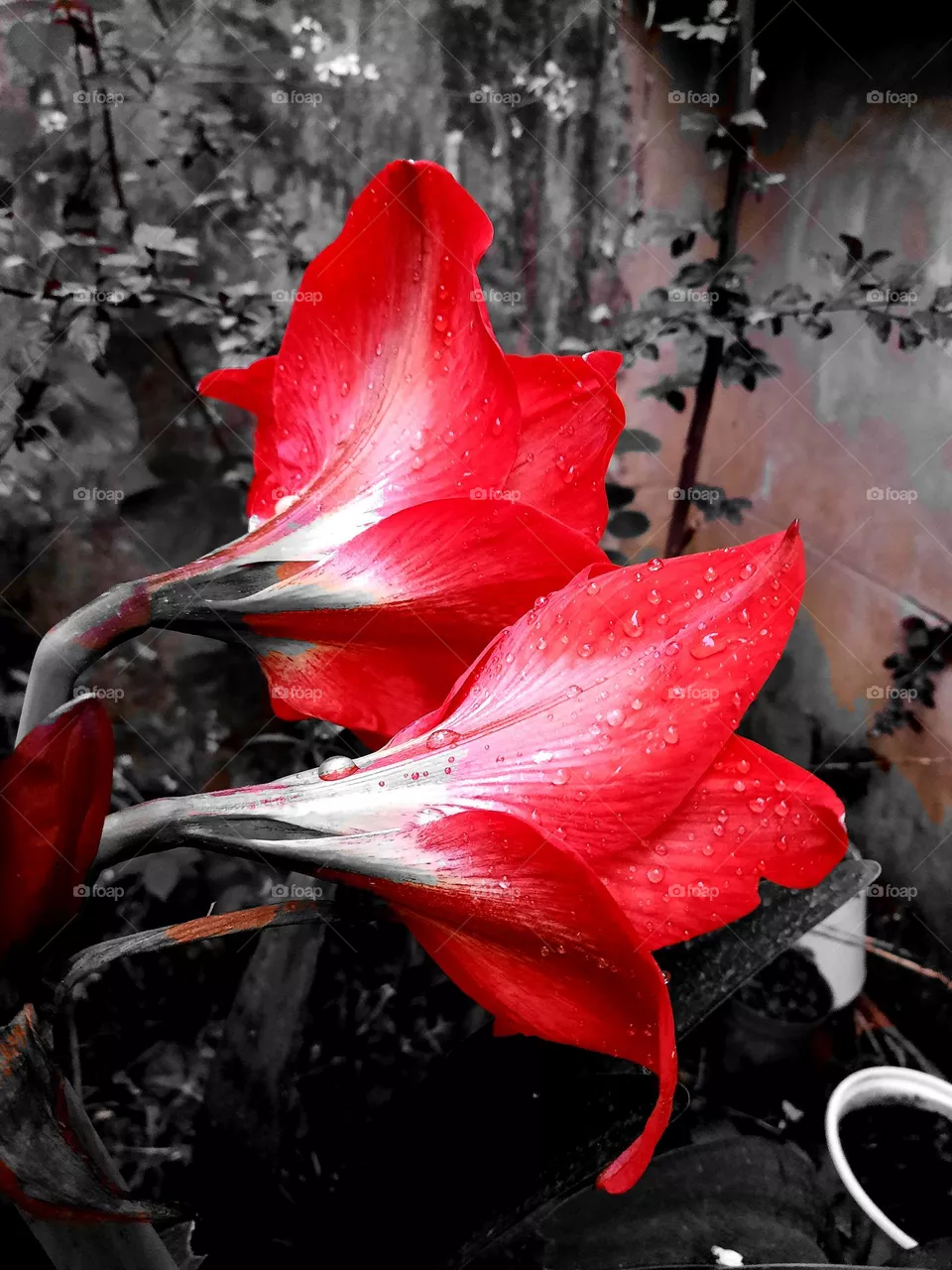 Red trumpet flower
