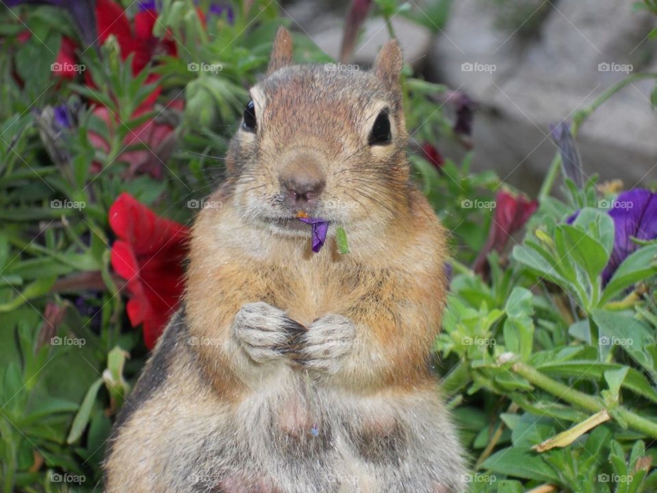 Golden-Mantled Ground Squirrel in Petunias at Seven Falls - Colorado Springs 