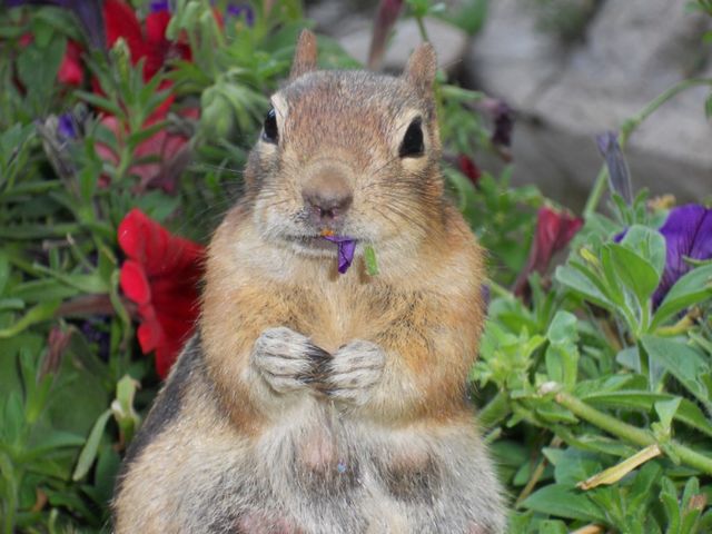 Golden-Mantled Ground Squirrel in Petunias at Seven Falls - Colorado Springs 