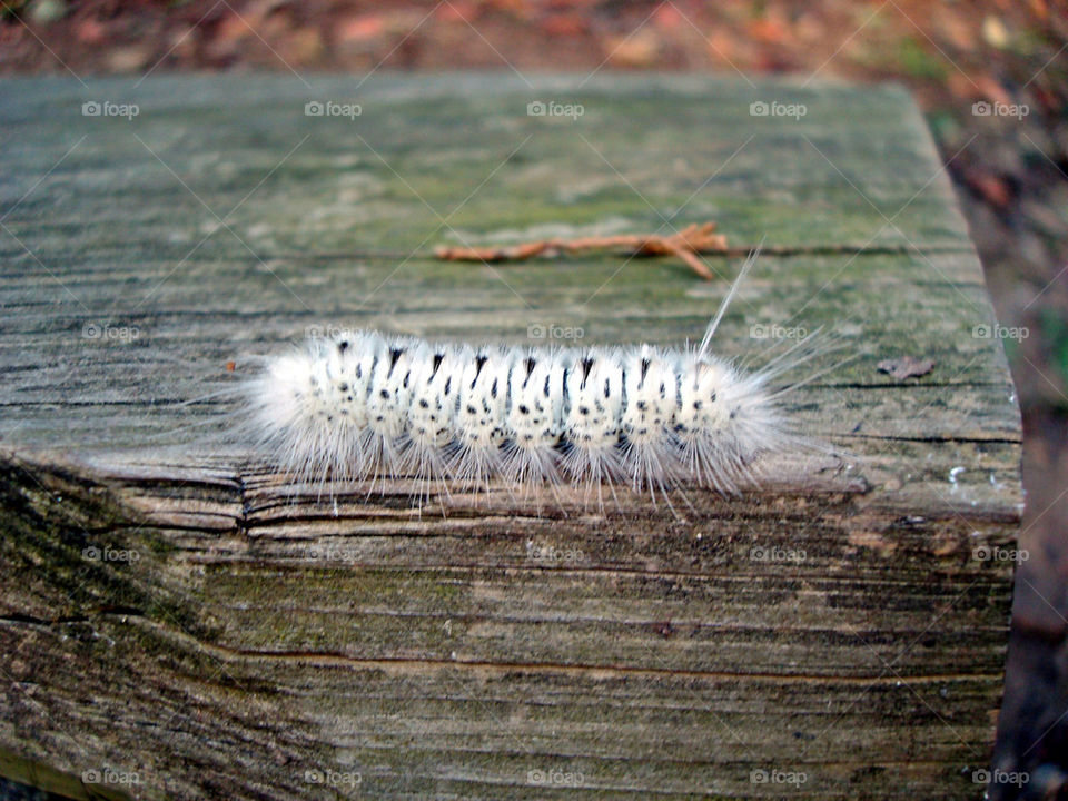 caterpillar walking