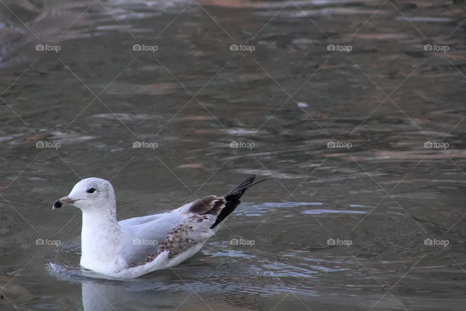 Seagull on Hudson River 