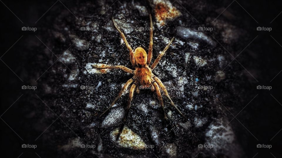 "Ok where the party at?! I'm ready to do the monster mash!!! 🕸🎃" 

Caught this little guy going for a stroll after work 

