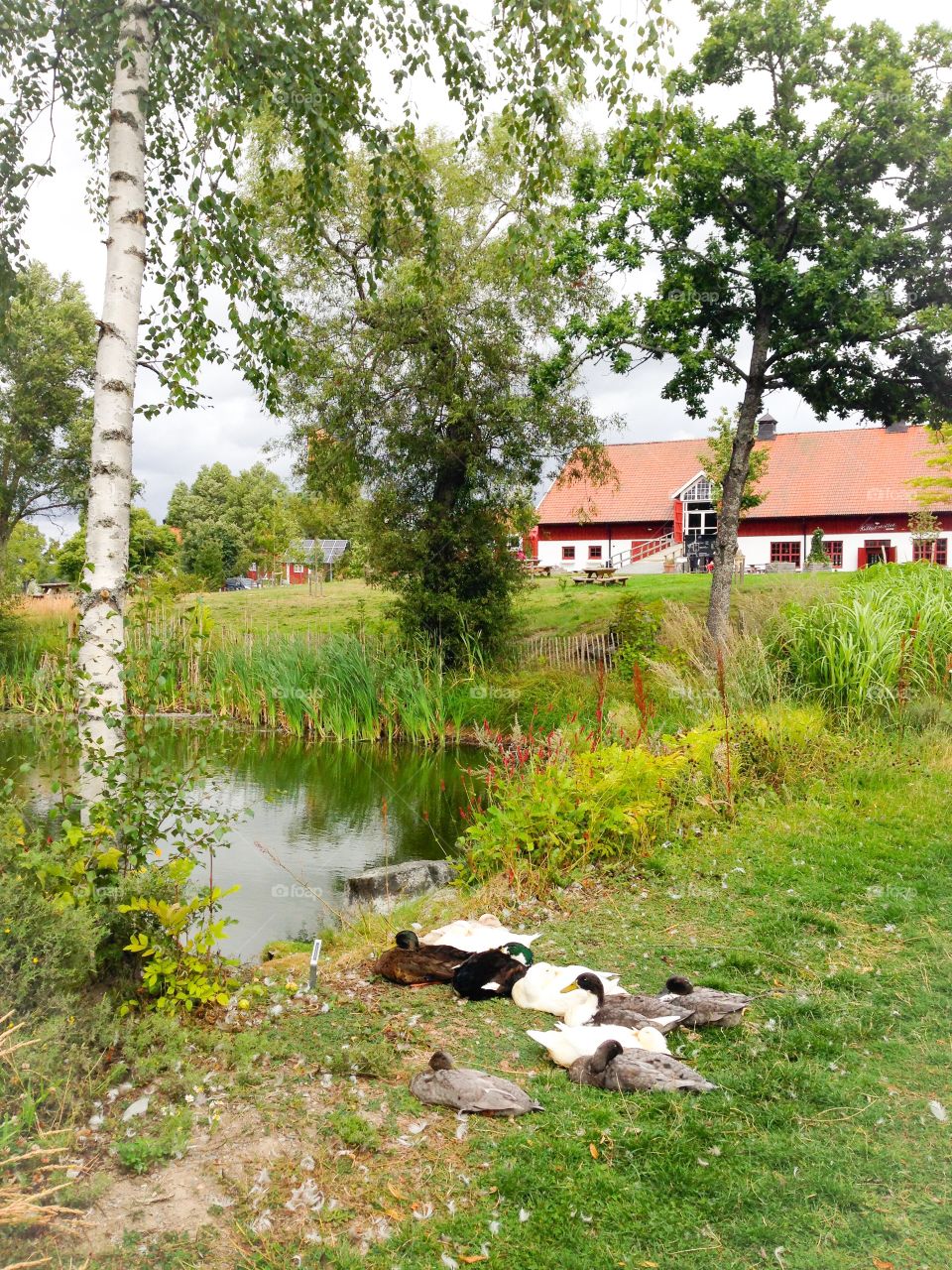 duck pond at wenngarn