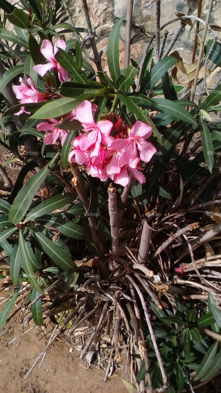 Wild nature with dry branch ,plant and blooming pink beautiful wildflowers in
sunny day