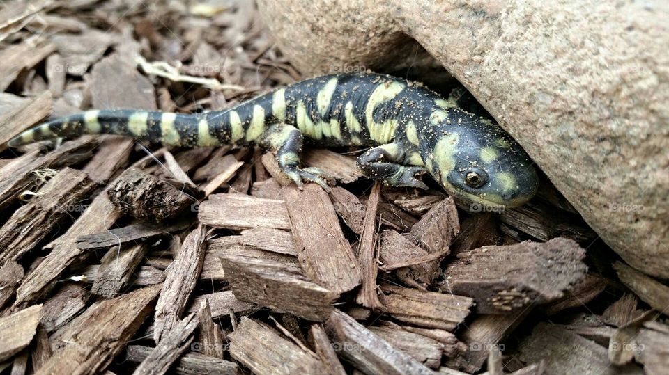 Salamander Under Rock
