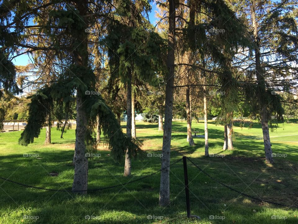 Beautiful green days