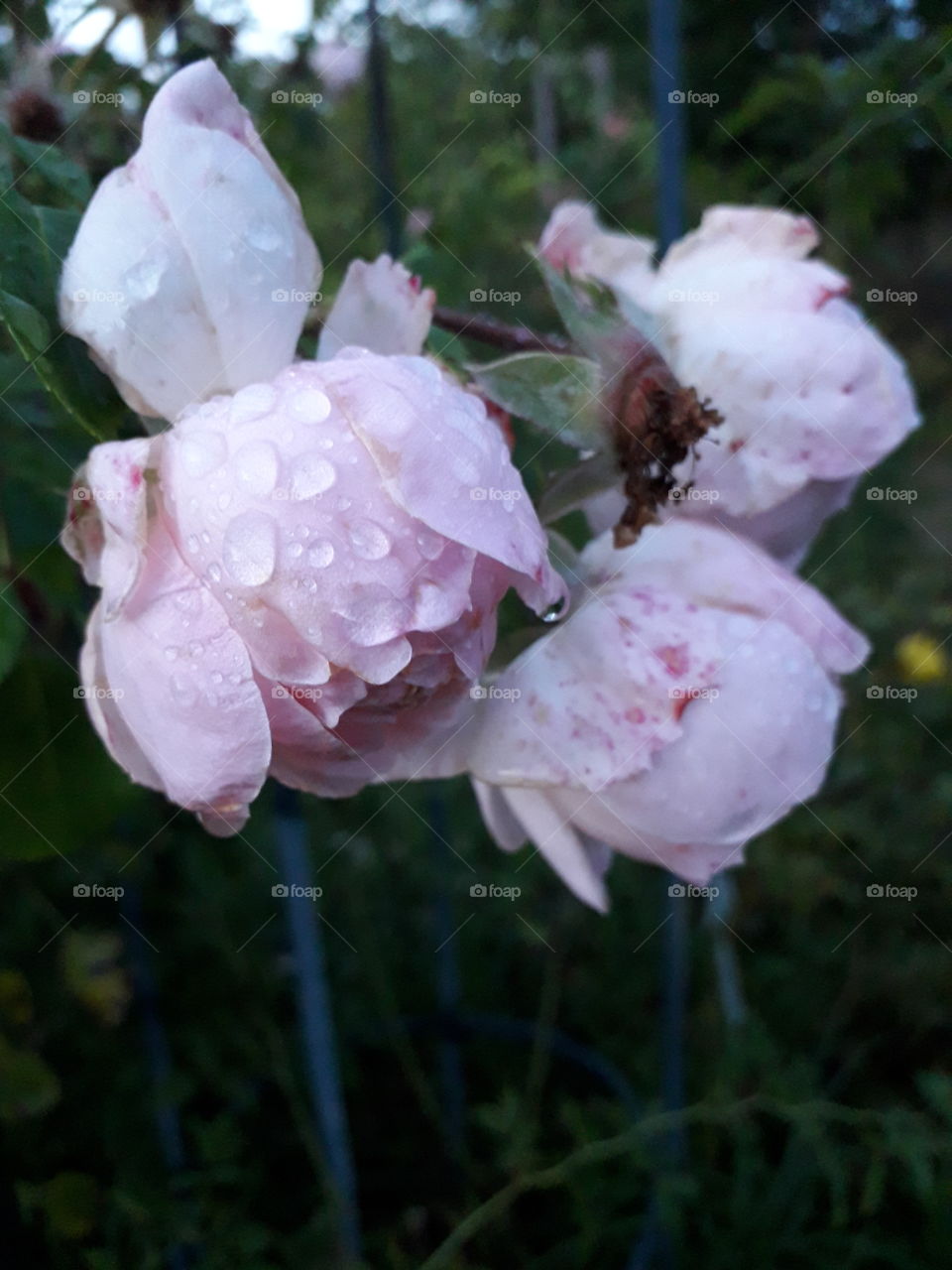 pink roses in the evening