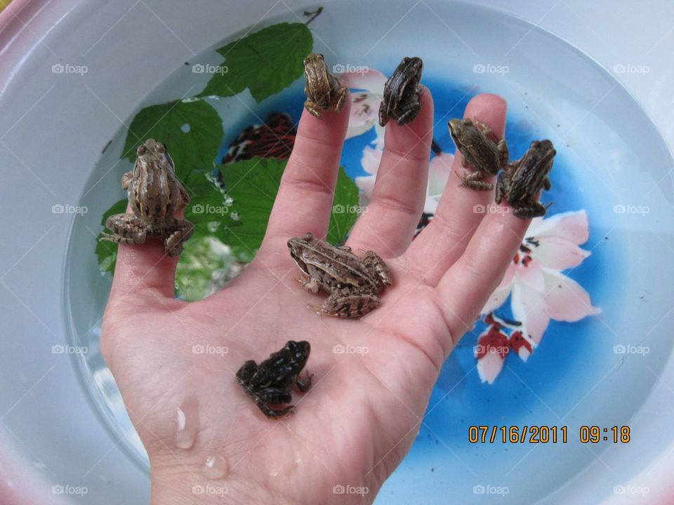 Little froggy friends, sitting on my hand. 