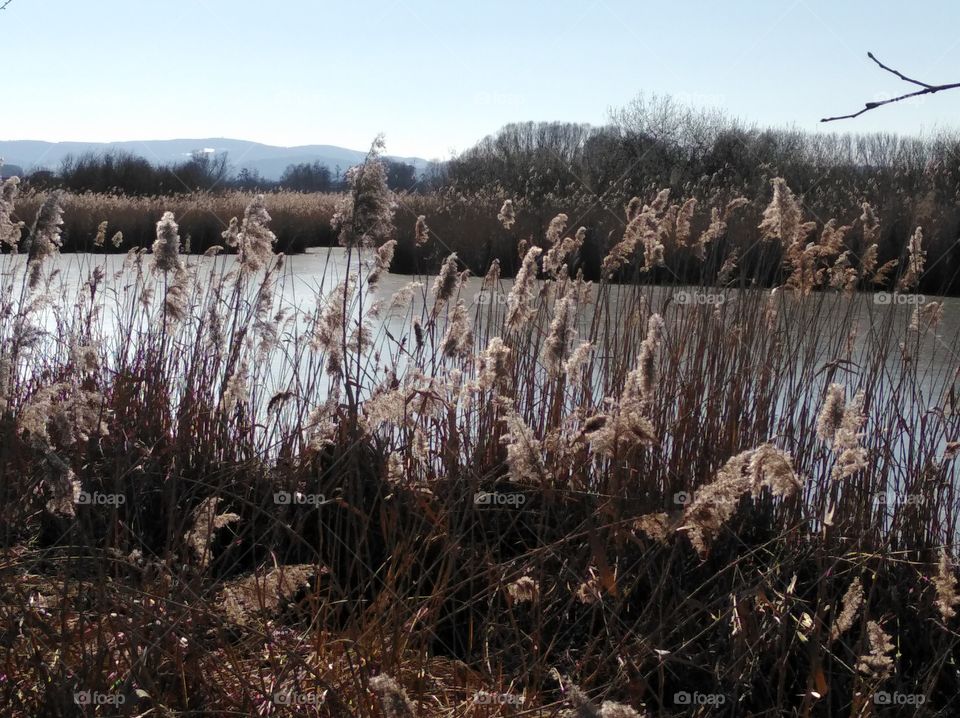 Schilf im Winter, Reinheimer Teich, Grassland