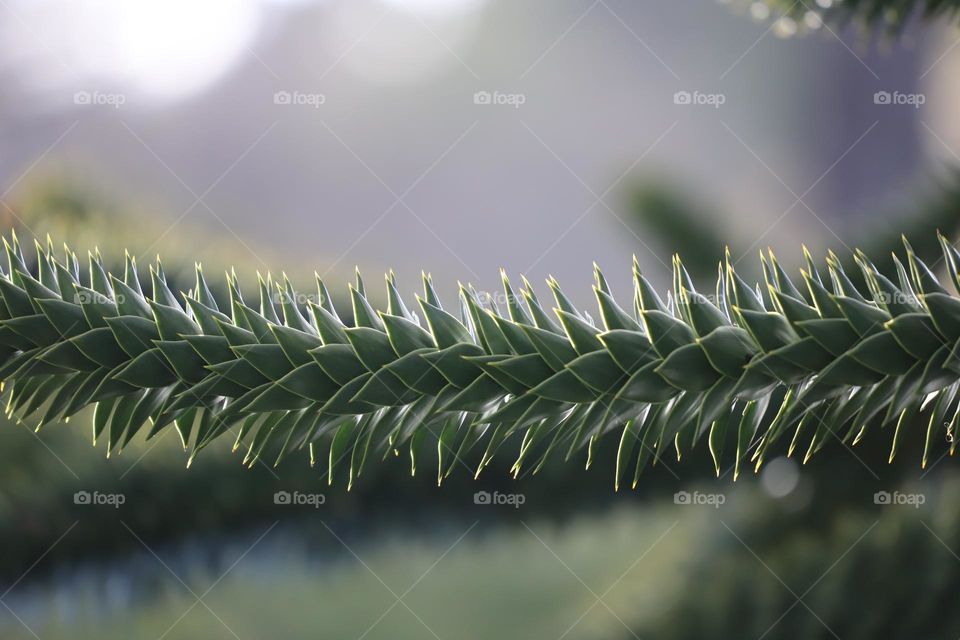 Branch of monkey tree , closeup 