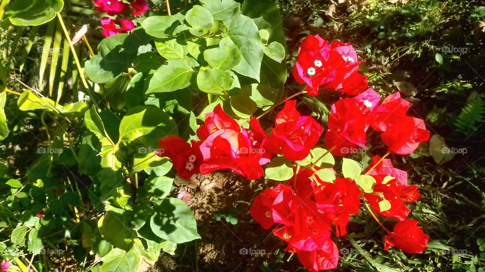 BUGANVÍLIAS VERMELHAS