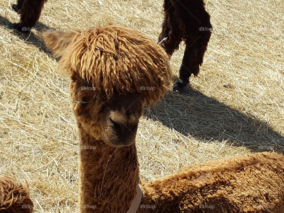 Portrait of golden alpaca