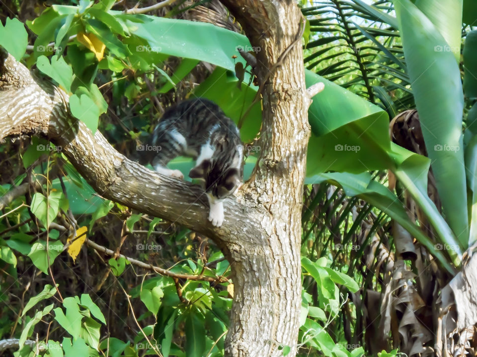 Cat Descending from Tree