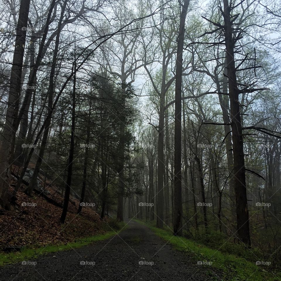 Up for an early morning run and back into the woods. "Once we believe in ourselves, we can risk curiosity, wonder, spontaneous delight, or any experience that reveals the human spirit.” — E.E. Cummings 