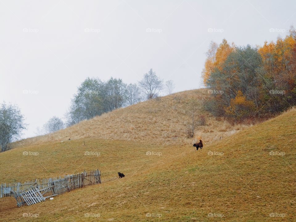 Landscape, Tree, No Person, Hill, Fall