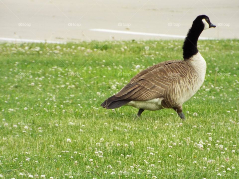 Goose 