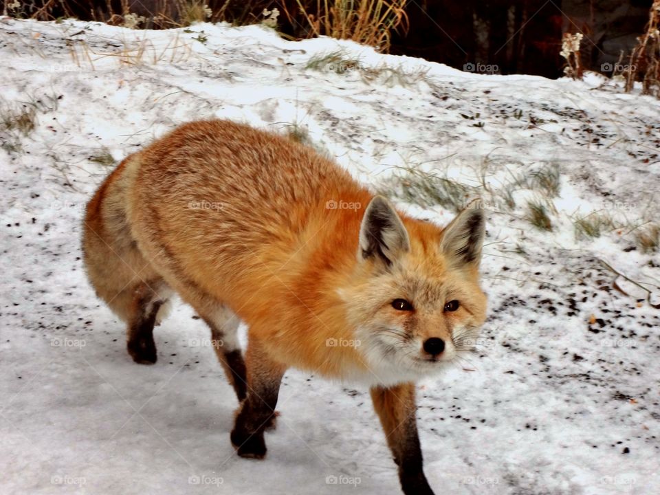 Foxy Lady from Mt Rainier . Mt Rainier 