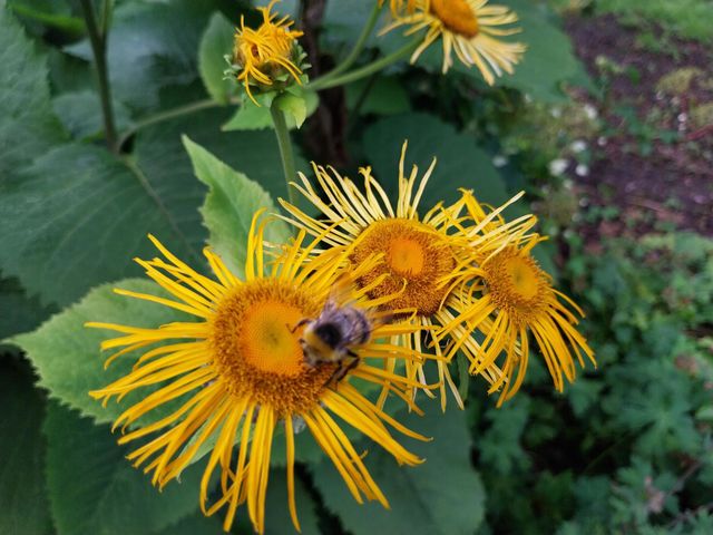 bees