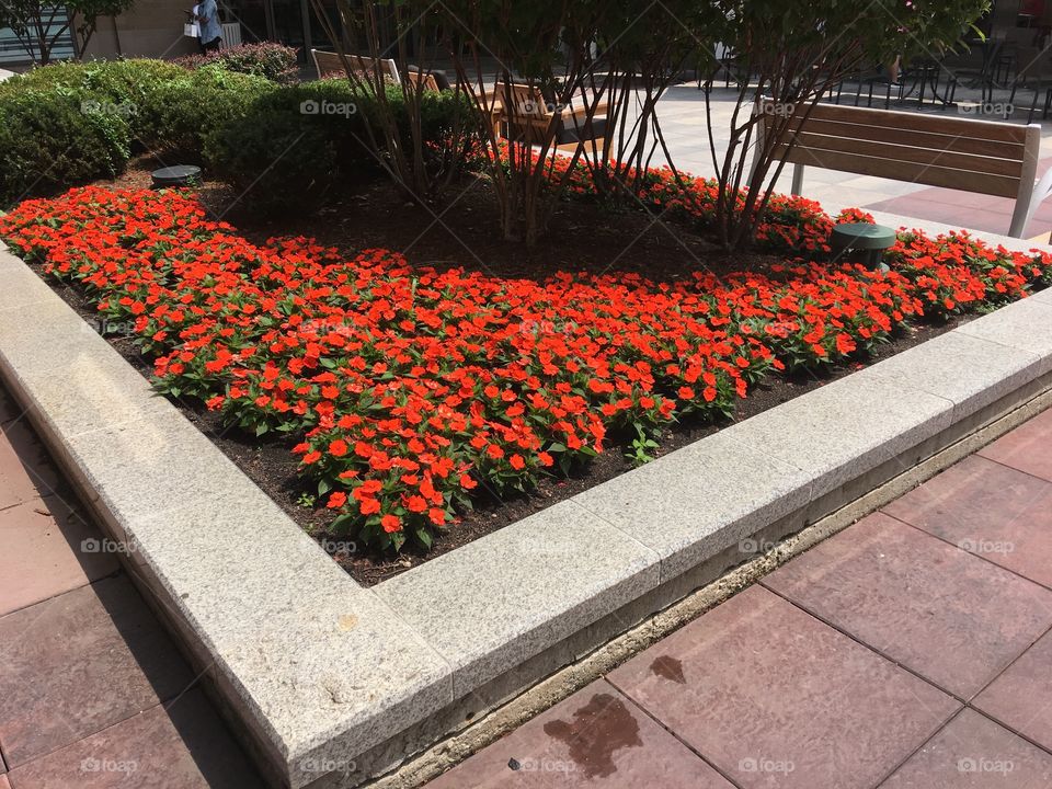 Orange color flowers garden