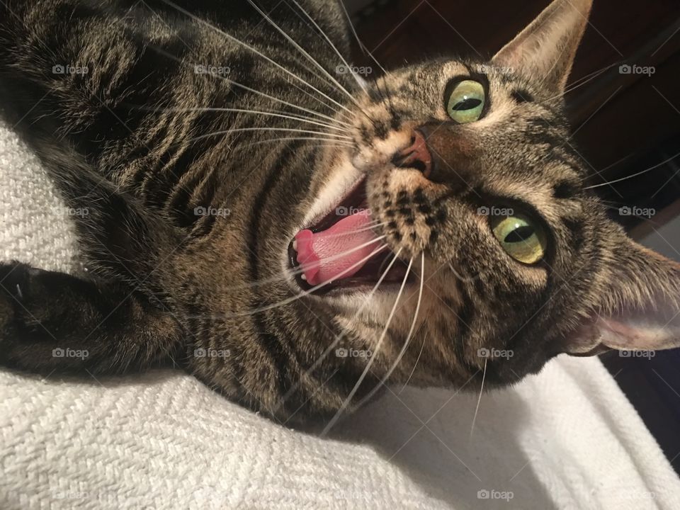 Tabby cat yawning Sleepy 