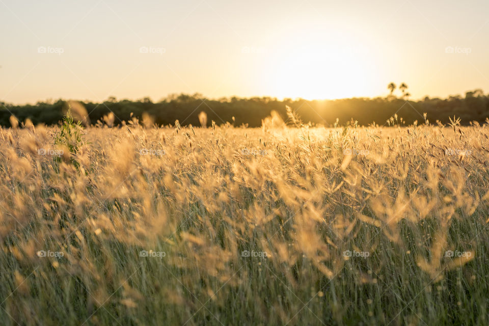 Field of grass in a sunset out in Texas. 