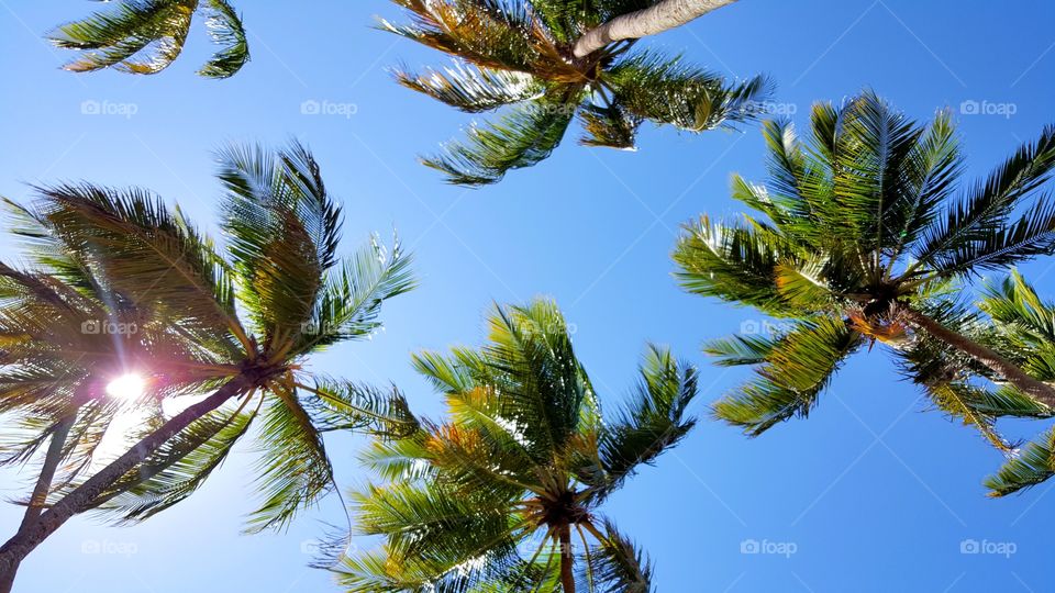 The palmtrees. This photo was taken when I was traveling around Natal - Rio Grande do Norte - Brasil